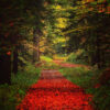 Indie Folk